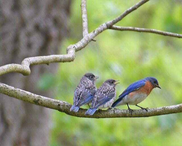 Eastern bluebird cromwell valley by lwolfartist is licensed under Creative Commons Attribution 2.0.